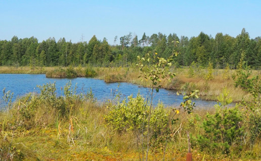 39_Bakanauskų pelkutė Lapelės foto.jpg